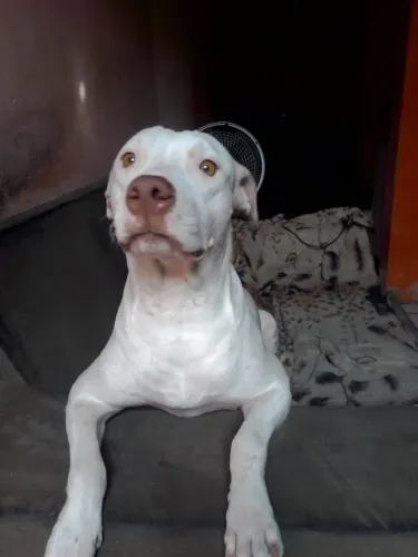 Serena procura um namorado pit bull