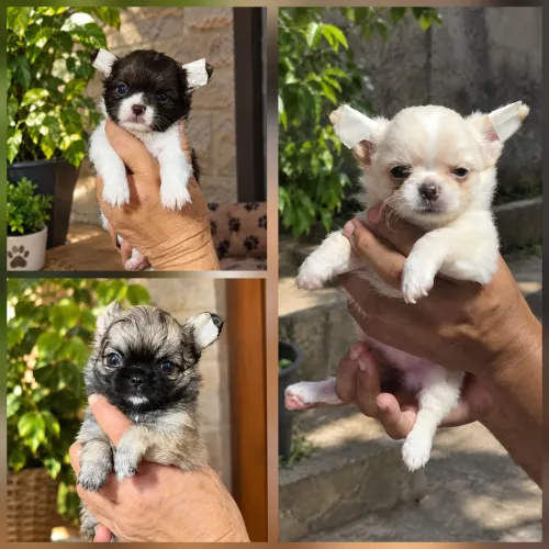 Chihuahua fêmea pelo longo