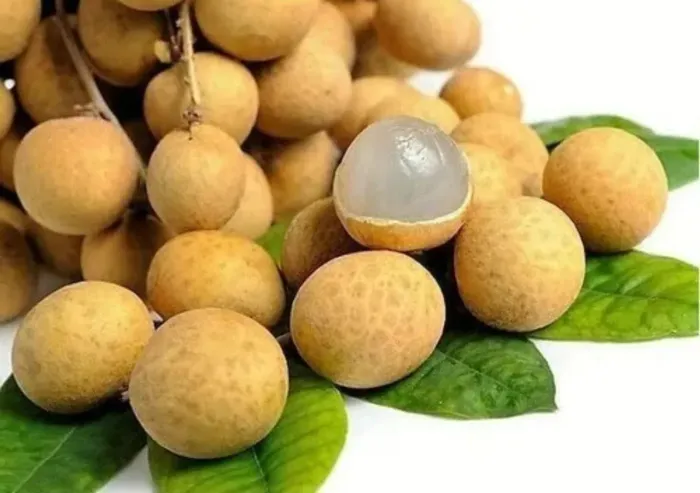 Mudas de LICHIA GOLD/Dourada (longan). 