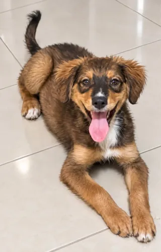 Doação cachorro