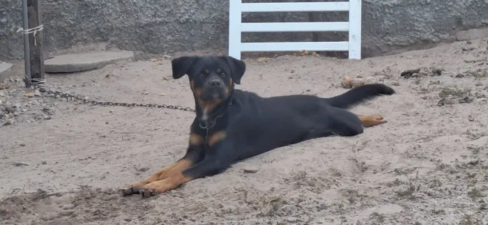 Doação responsável de dog
