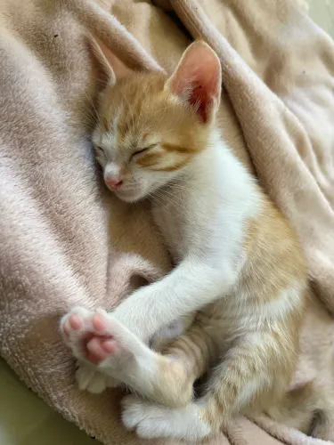 Gatinhos para doação