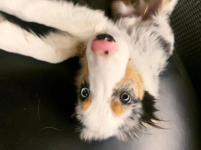 Border collie
