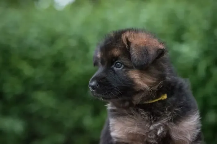 Pastor alemão Um cachorrinho que combina com amor e tranquilidade