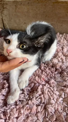 Doação de gatinhos