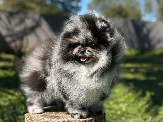 Filhotes de Spitz Alemão Anão (Lulu da Pomerânia)