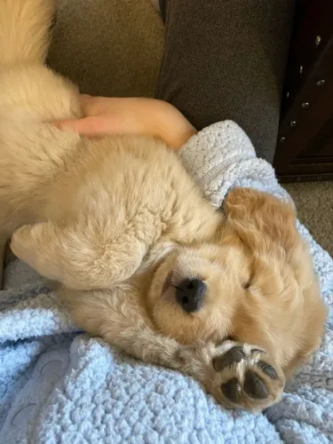 Golden Retriever 