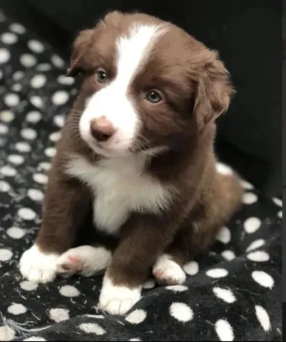 Filhoets de Border Collie | Pet super amoroso.