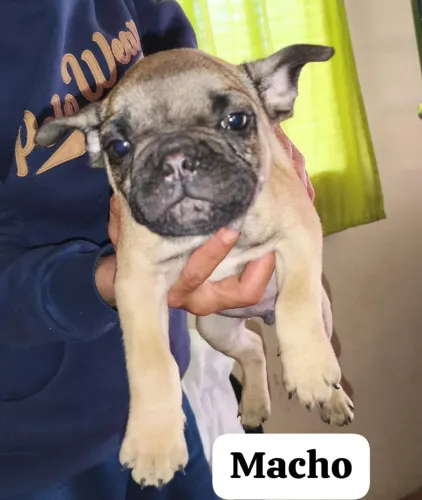 filhote de Buldogue Francês