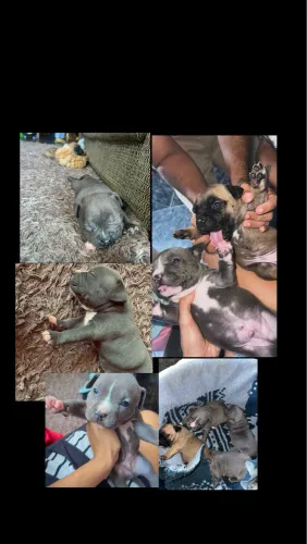 Vende se filhotes de American bully