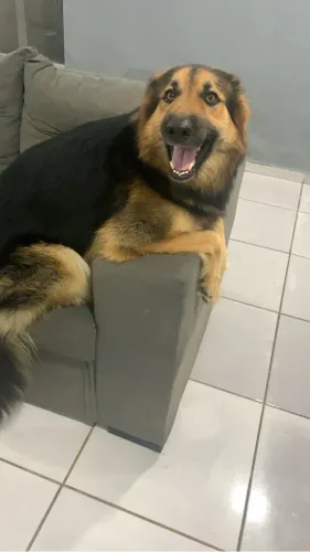 Cachorro para adoção
