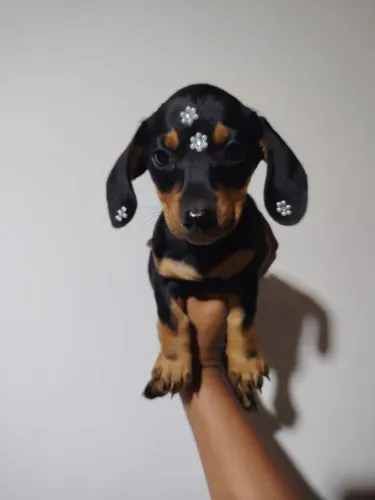 Teckel salsicha dashchund femea micro e padrão cofap