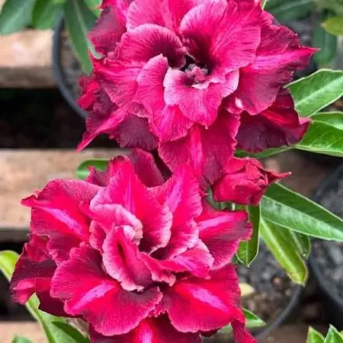 Rosa do deserto