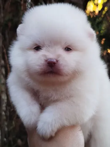 Machinho de Spitz alemão anão disponível