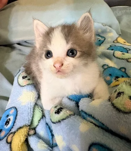 Gato para adoção 