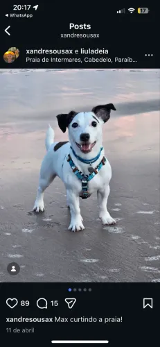 Jack Russel