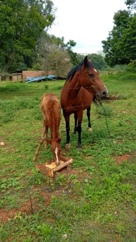 Égua Quarto de Milha + Potrinha Quarto de Milha Pura
