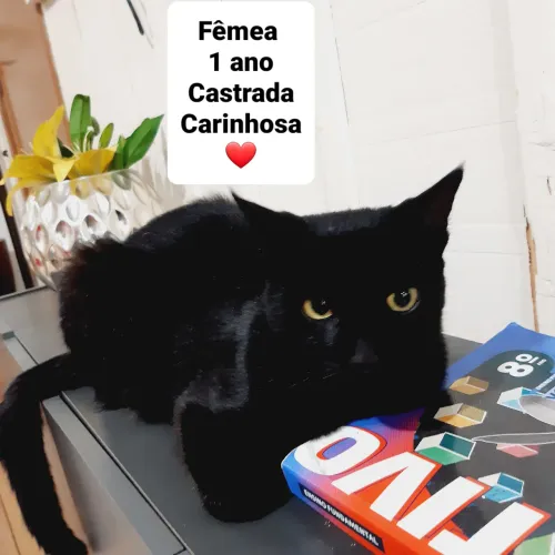 Linda Gata Castrada