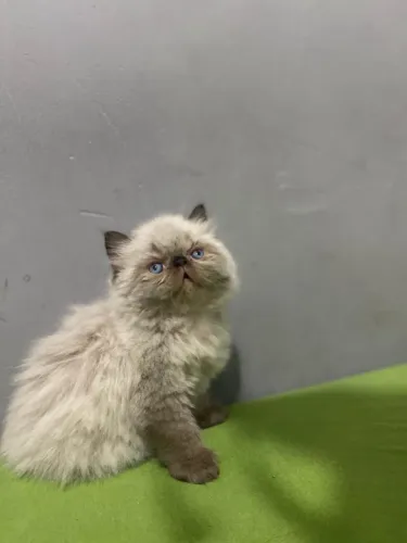 Gato persa