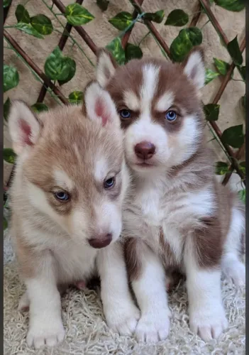     Husky Siberiano - Companheiro Leal e Inteligente