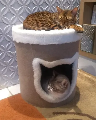 toca cama casinha arranhador gato