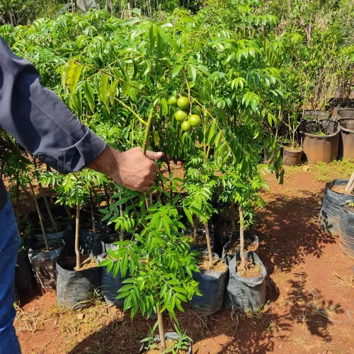 PLANTAS FRUTÍFERAS E GRAMA 