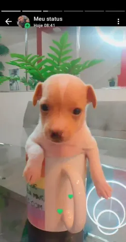 PINCHER DISPONÍVEL