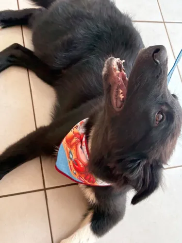 Border collie doando