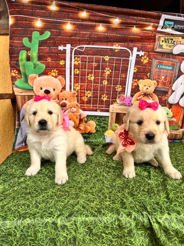 Golden Retriever filhotinhos fofinhos PUROS