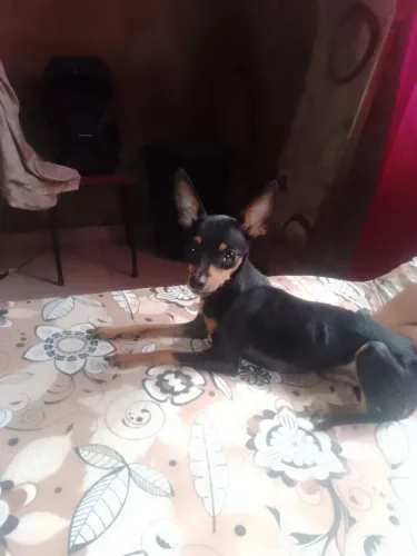 Cachorro Pincher 1