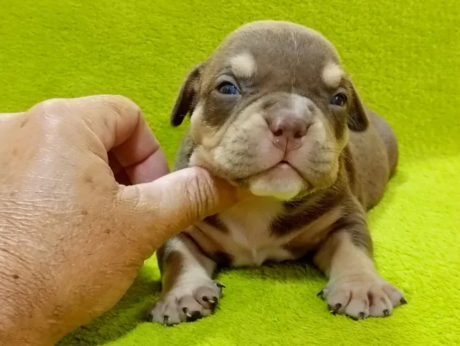 American Bully Micros  filhotes 