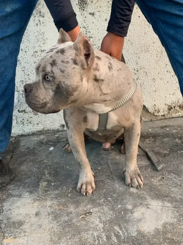 American bully