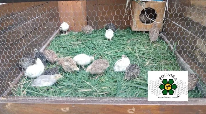 Vendo Codornas Machos Gigantes Mistas 
