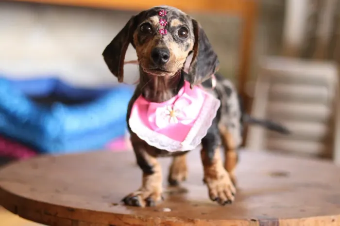 Dachshund PARCELAMOS