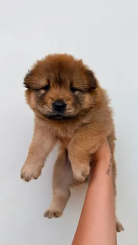 Filhotes de Chow Chow
