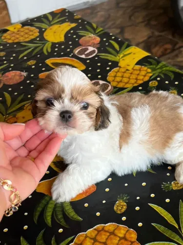Shih Tzu