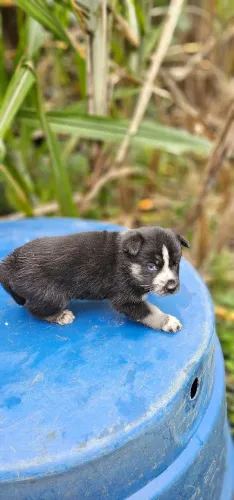 FILHOTES DE HUSK SIBERIANO 