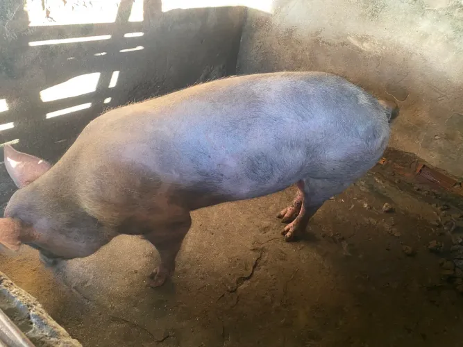 Porco Capado