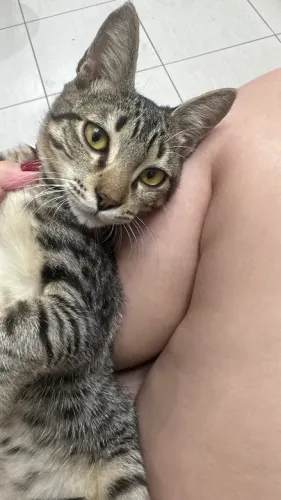 Gato para adoção 