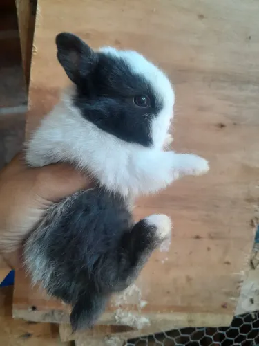Coelhos netherland possivelmente olho azul