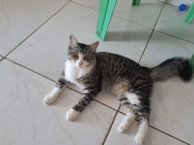 Doação gata