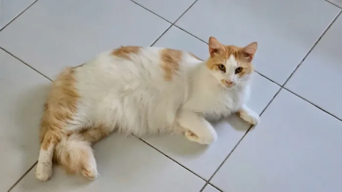 Gatinho Galego para adoção!