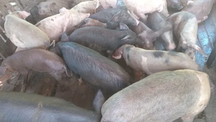 Vendo porco 