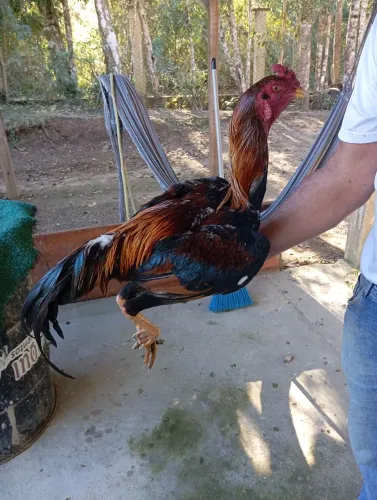 Frango índio capa amarela 