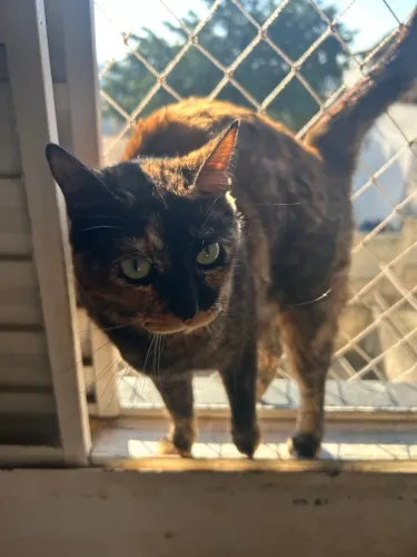 Doação de gatos