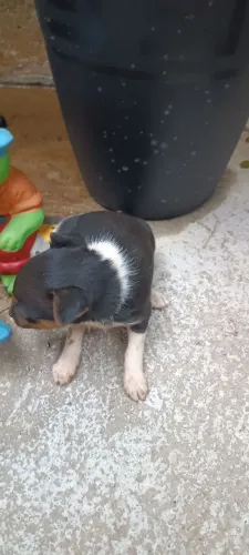 Filhote de pinscher mini