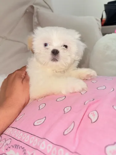 Shih Tzu Fêmea