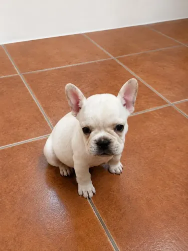 Vendo 01 filhotes de bulldog francês macho.