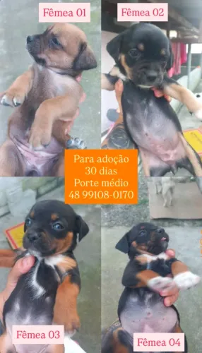Doação filhotes