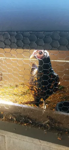 Galinhas sebright, e garnizer mistura .